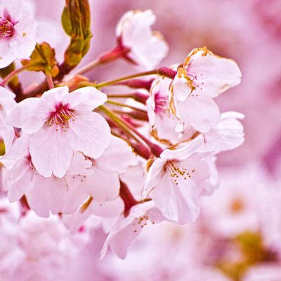 nature-sakura-flower