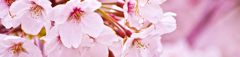 Cover Sakura - L'angolino di Ale